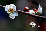 梅花