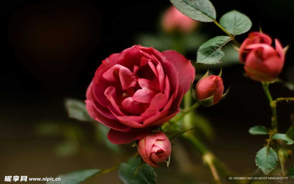 薔薇