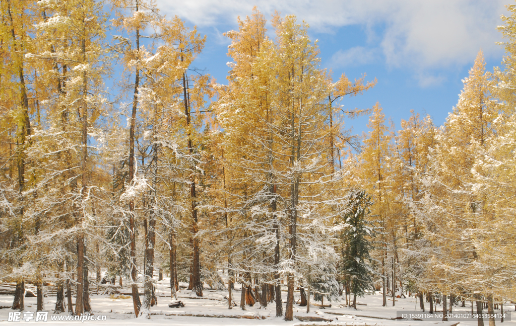 雪地上的金色森林