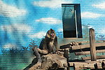 北京动物园大猩猩写真
