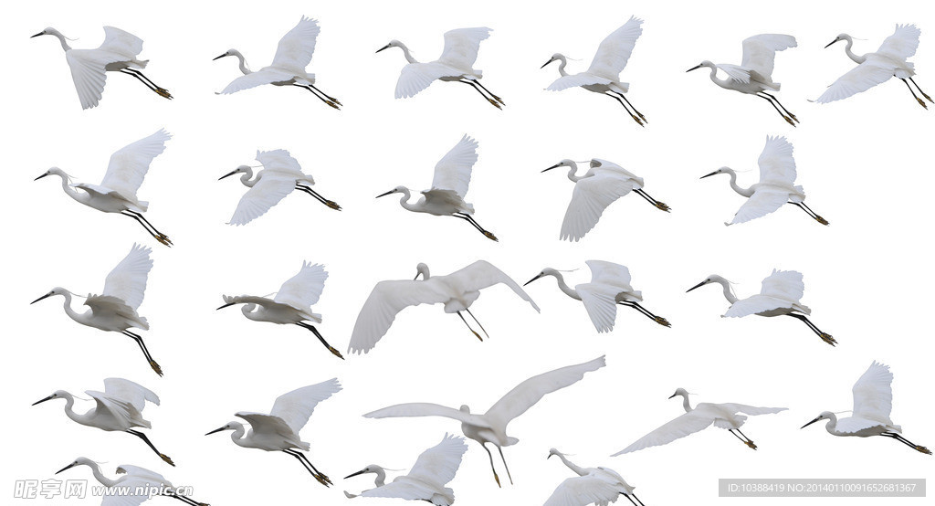 白鹭各种飞翔图