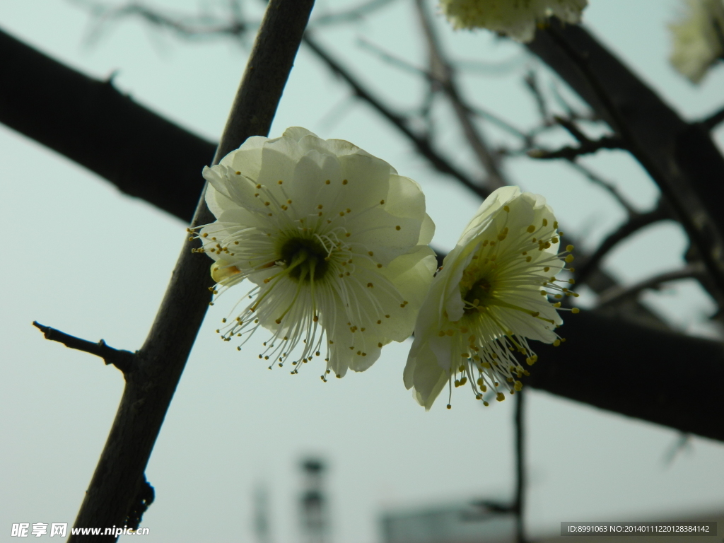 梨花