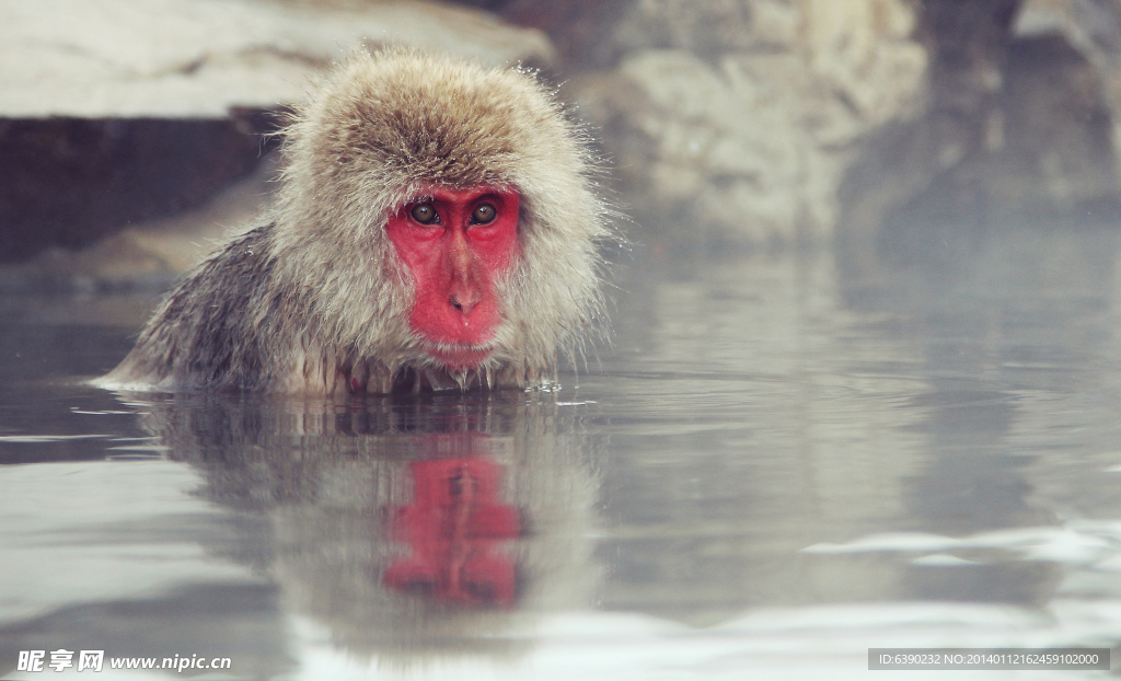 猴子泡温泉