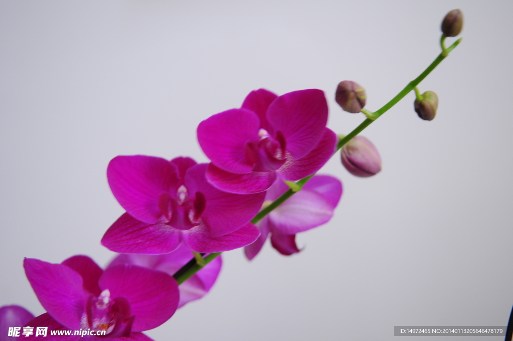 蘭花