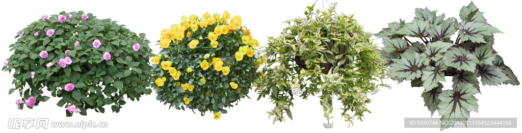 花 盆栽 植物 植被
