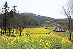 鄉(xiāng)村人家