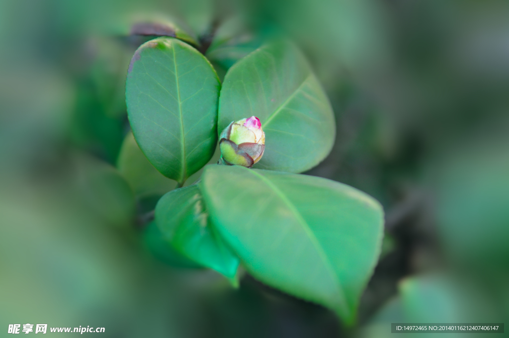 茶花