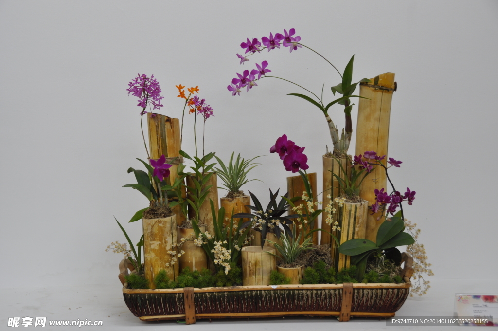 極品蘭花
