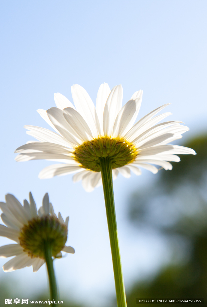 太陽花