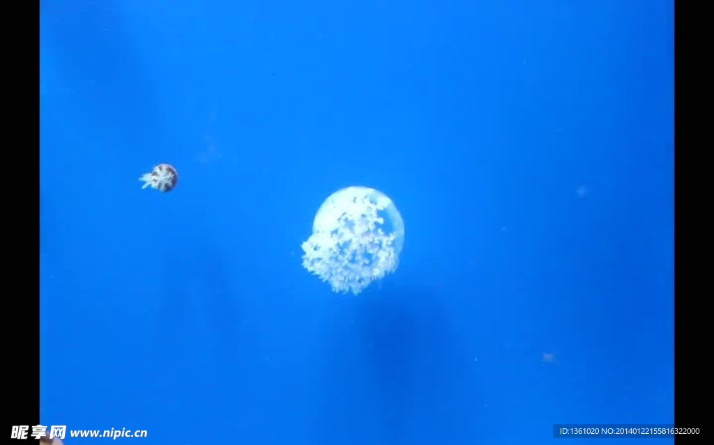 海洋海底視頻素材