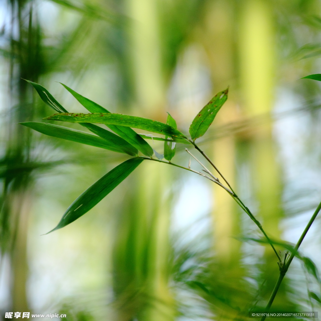 竹林