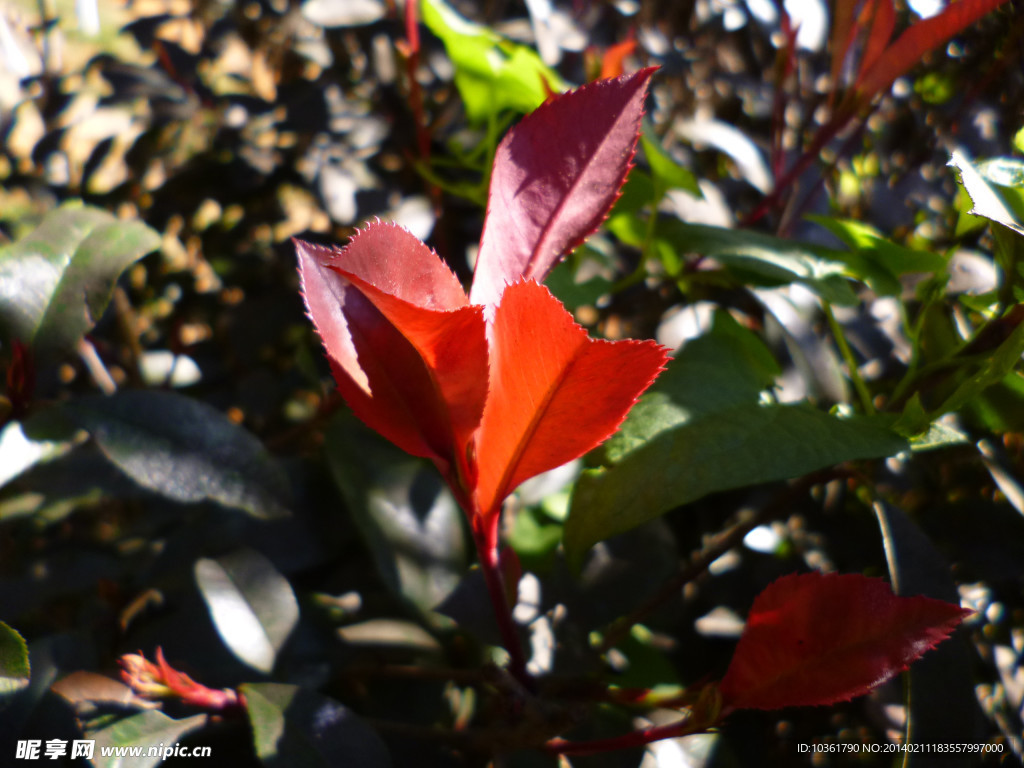 紅葉石楠
