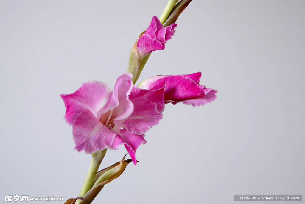 劍蘭花