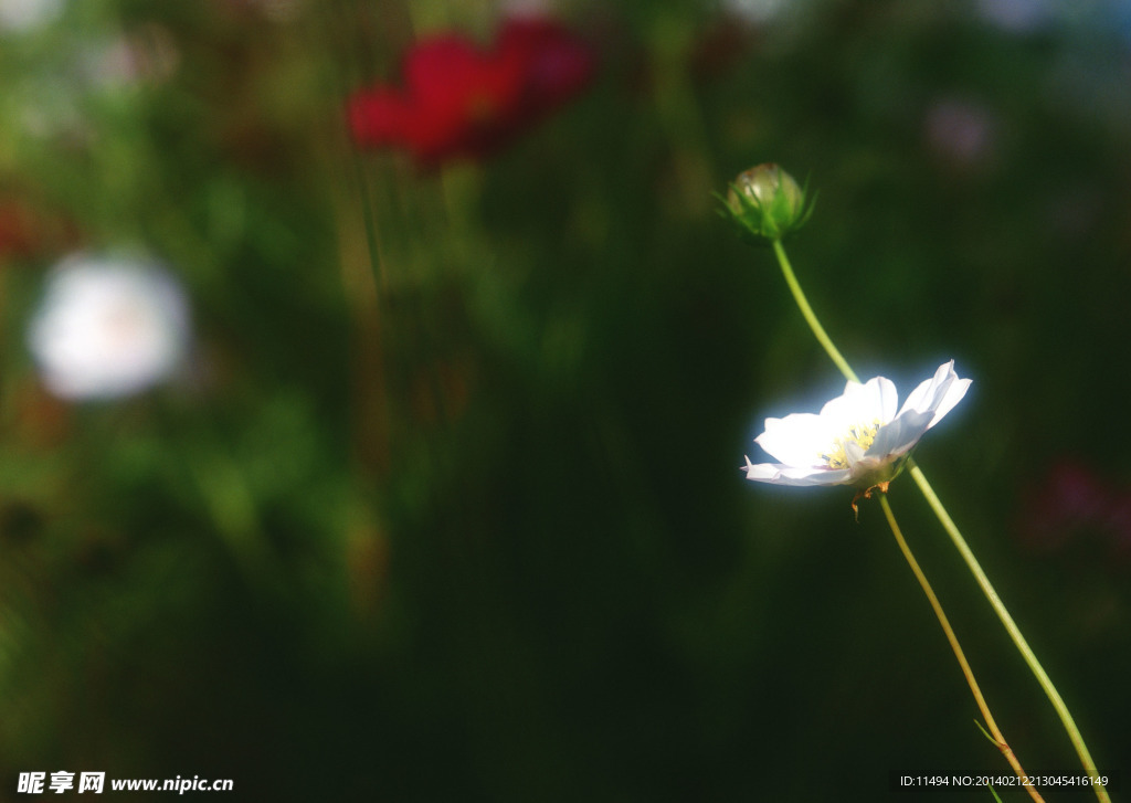 百花花卉圖片