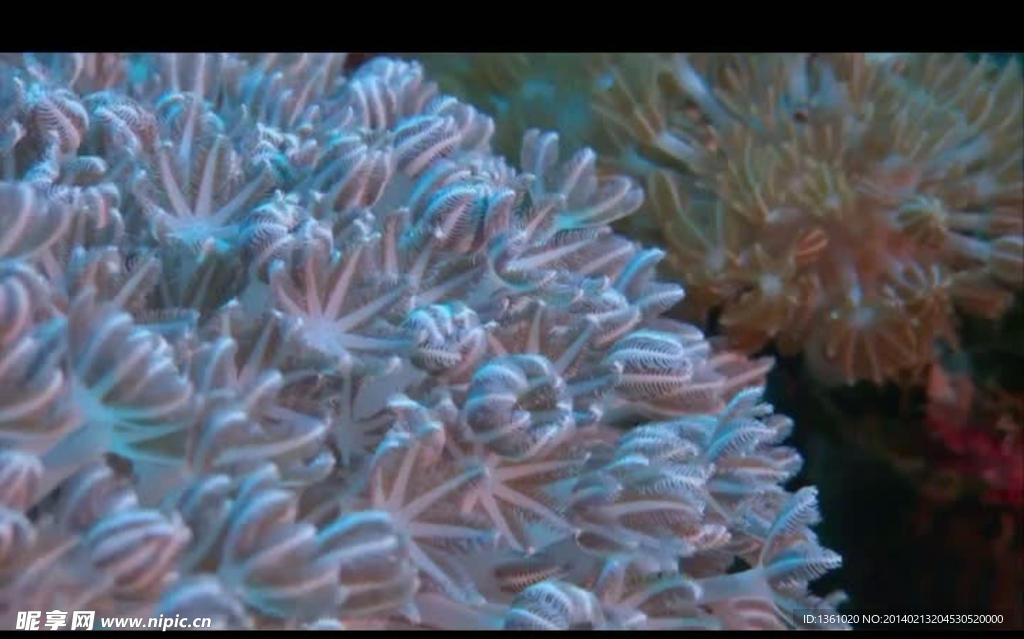 海洋生物海葵视频素材