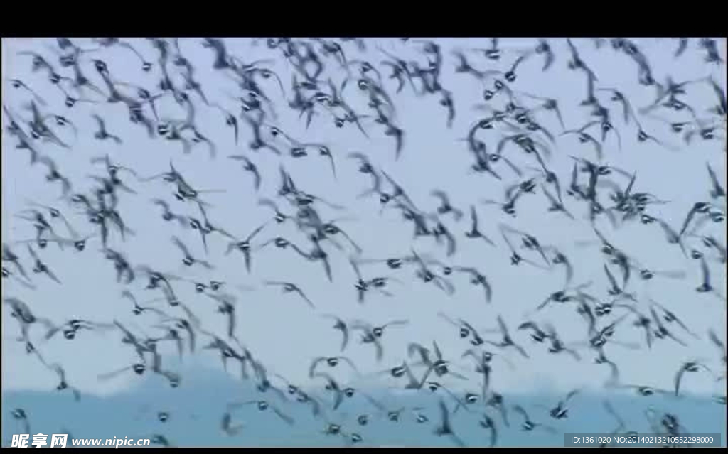 水鸟群起飞翔视频