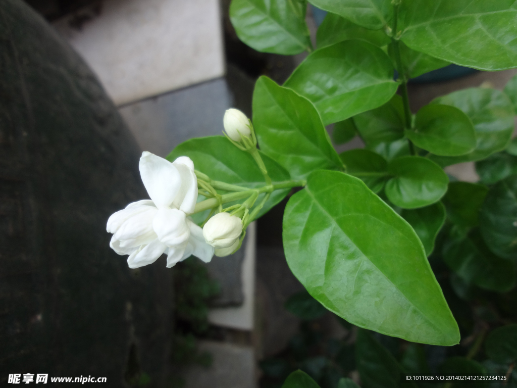 茉莉花