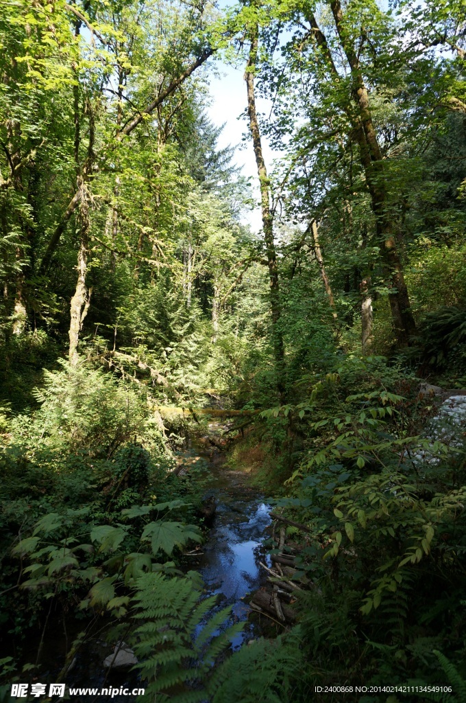 波特蘭森林公園