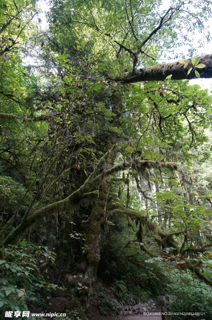 波特蘭森林公園