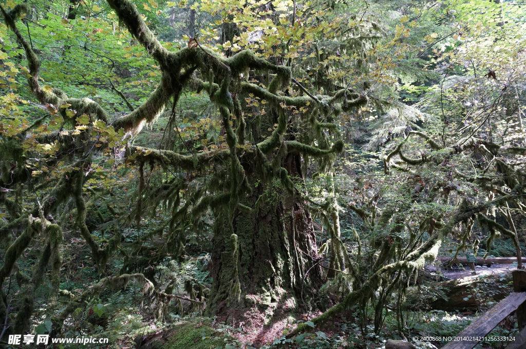波特蘭森林公園