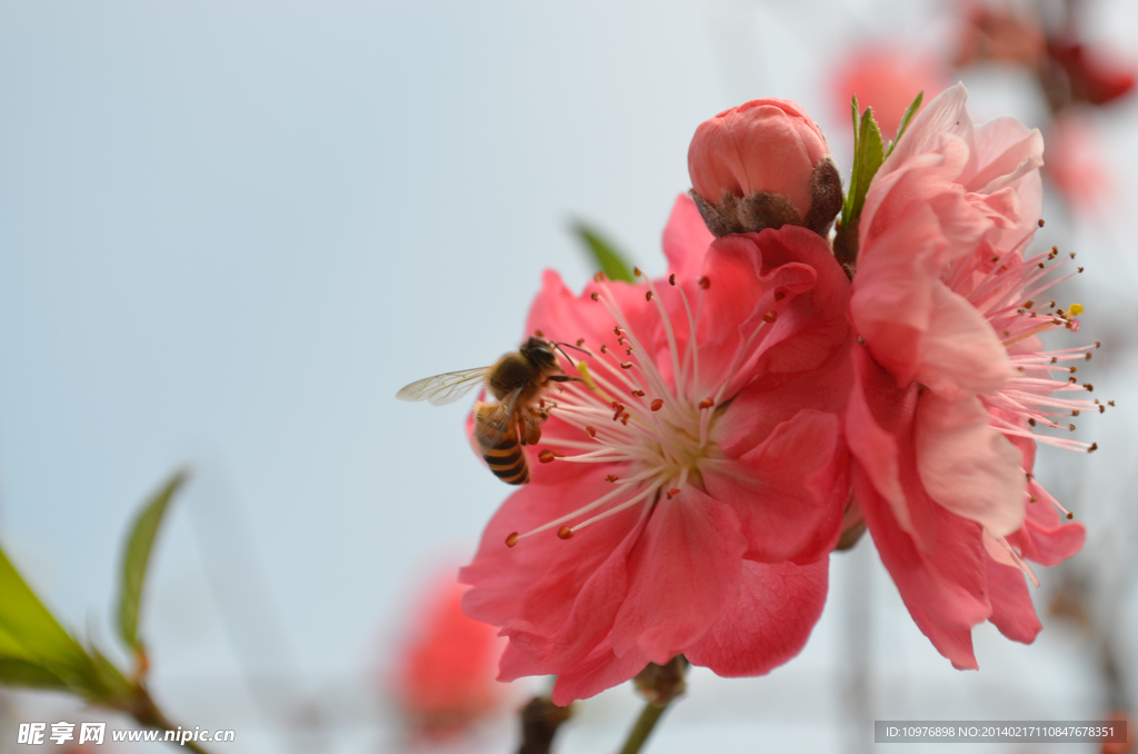 蜂擁桃花