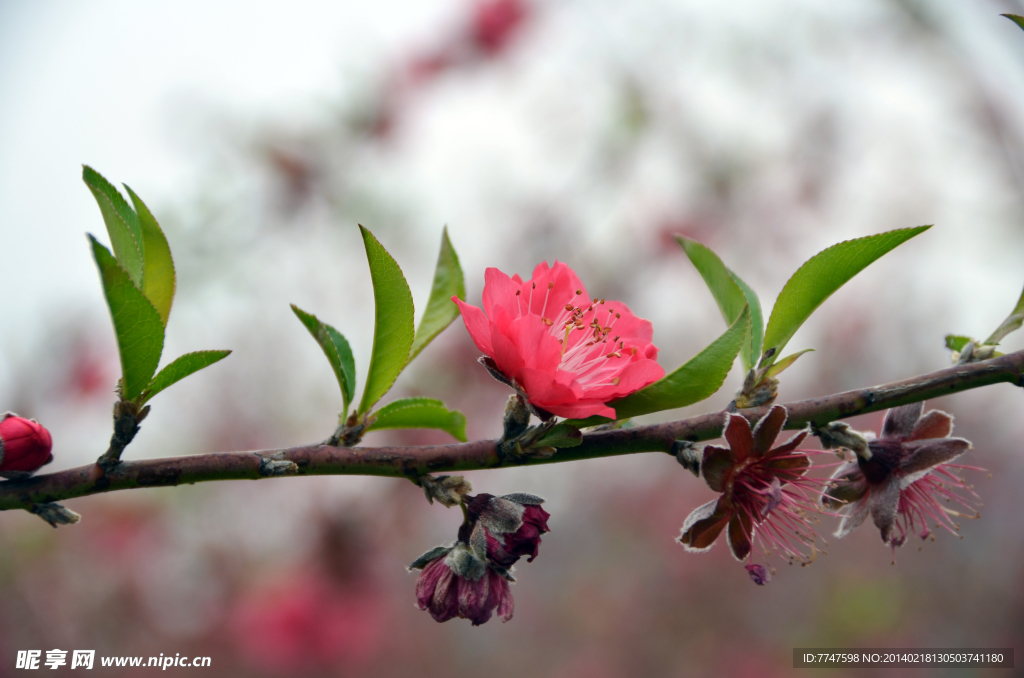 桃花