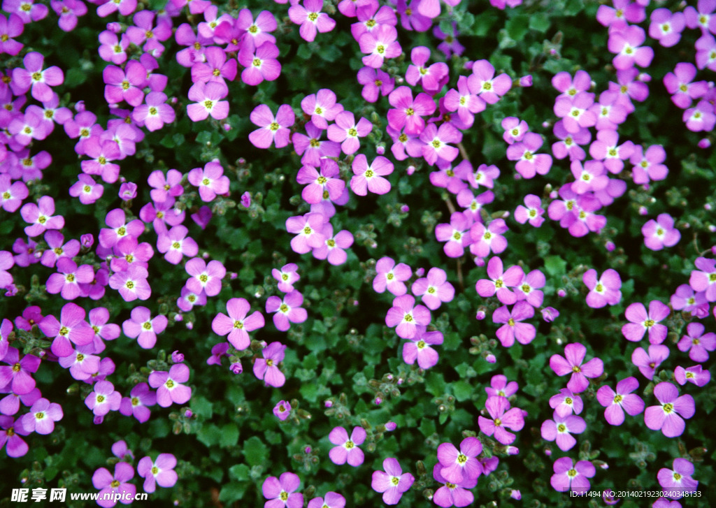 花叢
