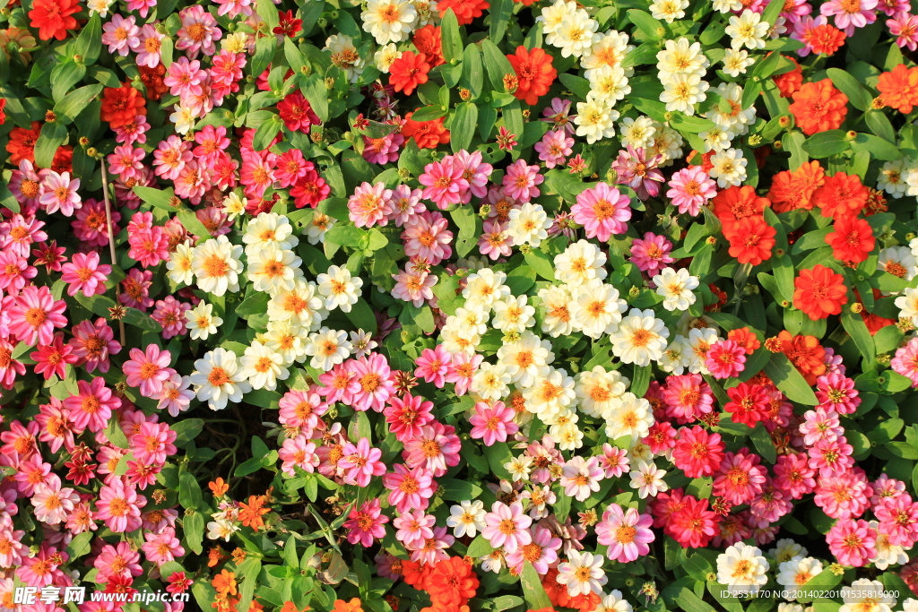 野菊花