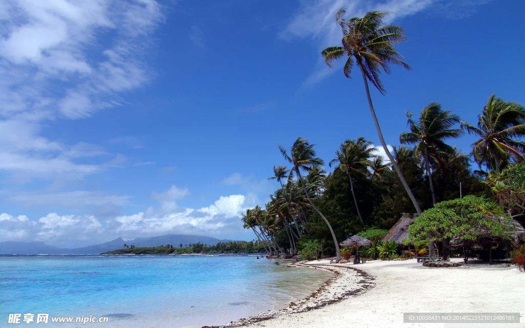 海滩 椰子树