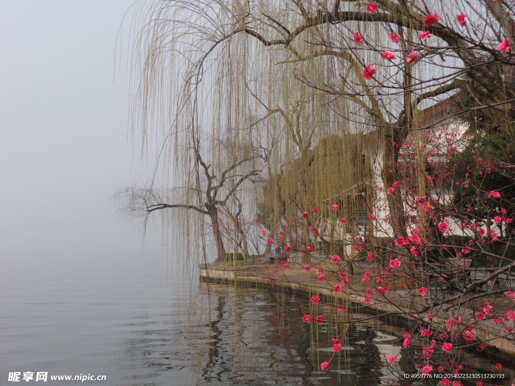 杭州西湖二月桃花