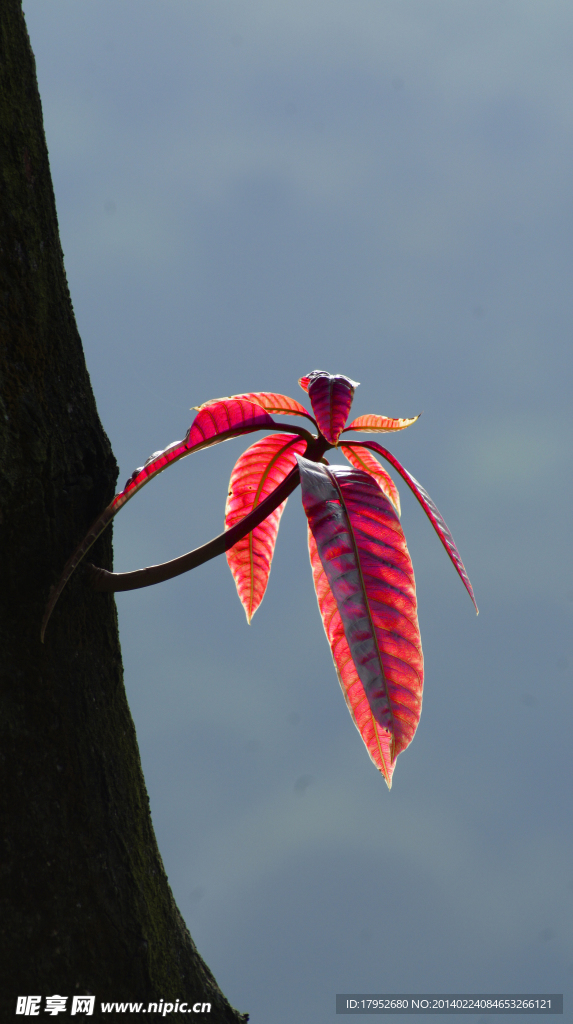 紅葉