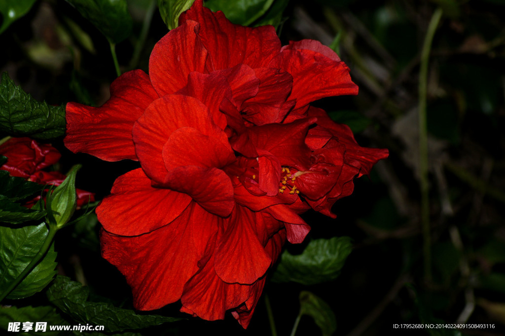 芙蓉花