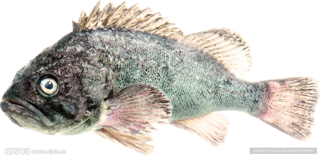 石斑魚