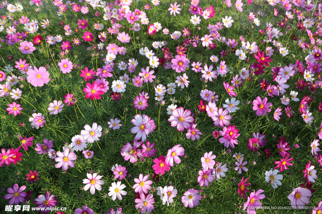 格桑花