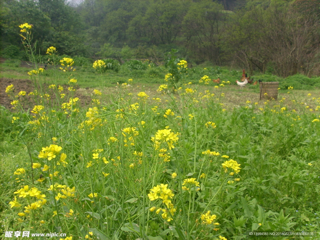 油菜花