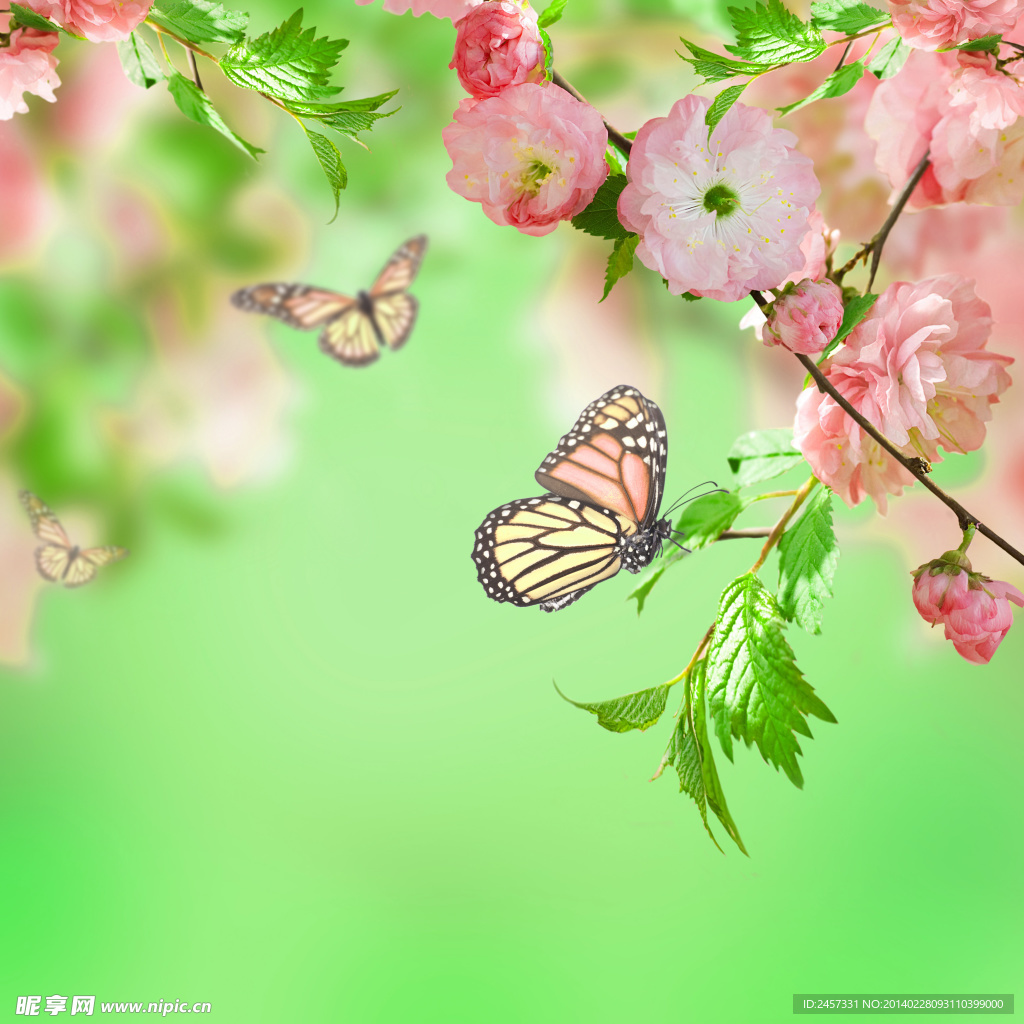 鮮花蝴蝶
