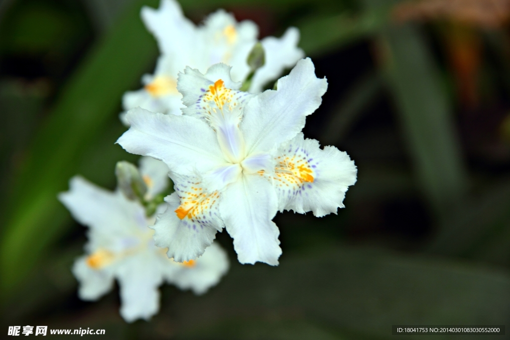 小花 野花