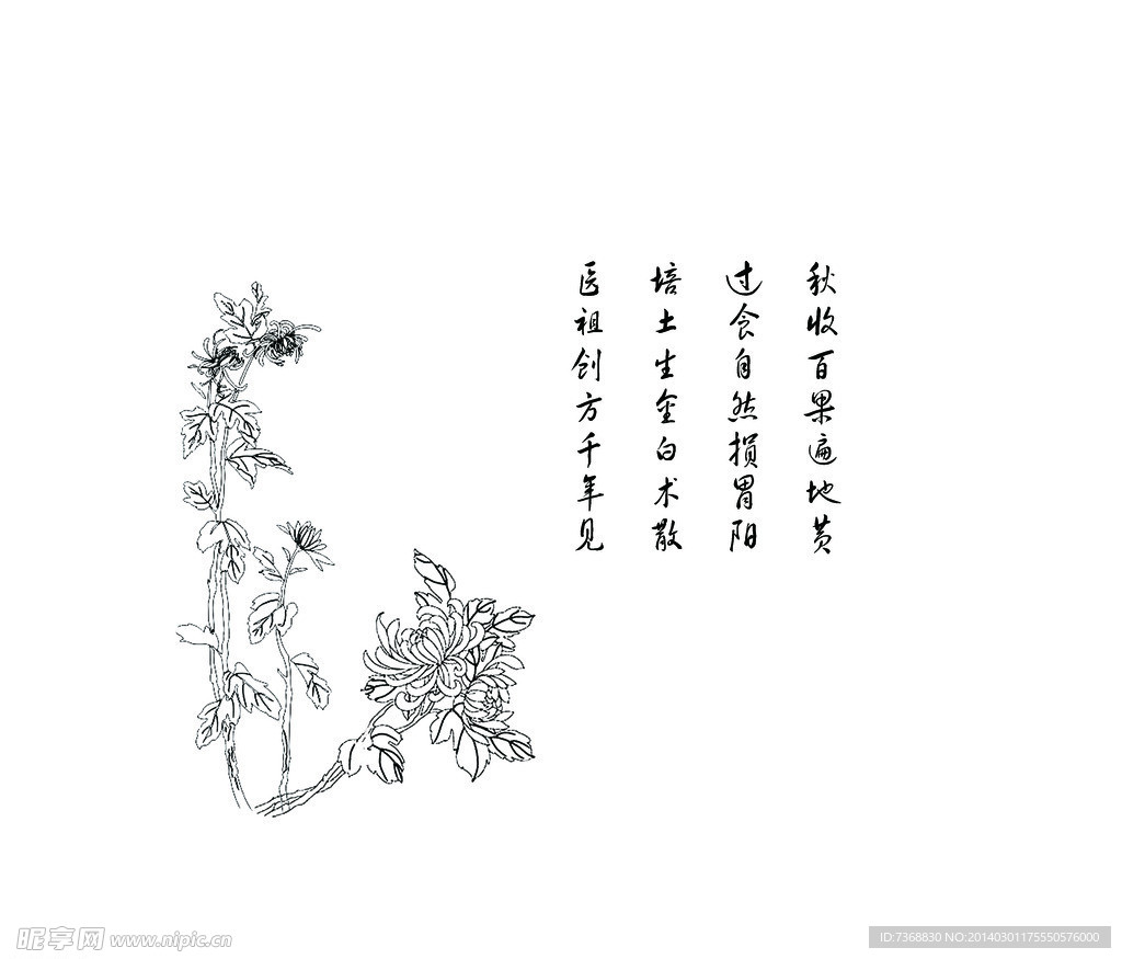 菊花