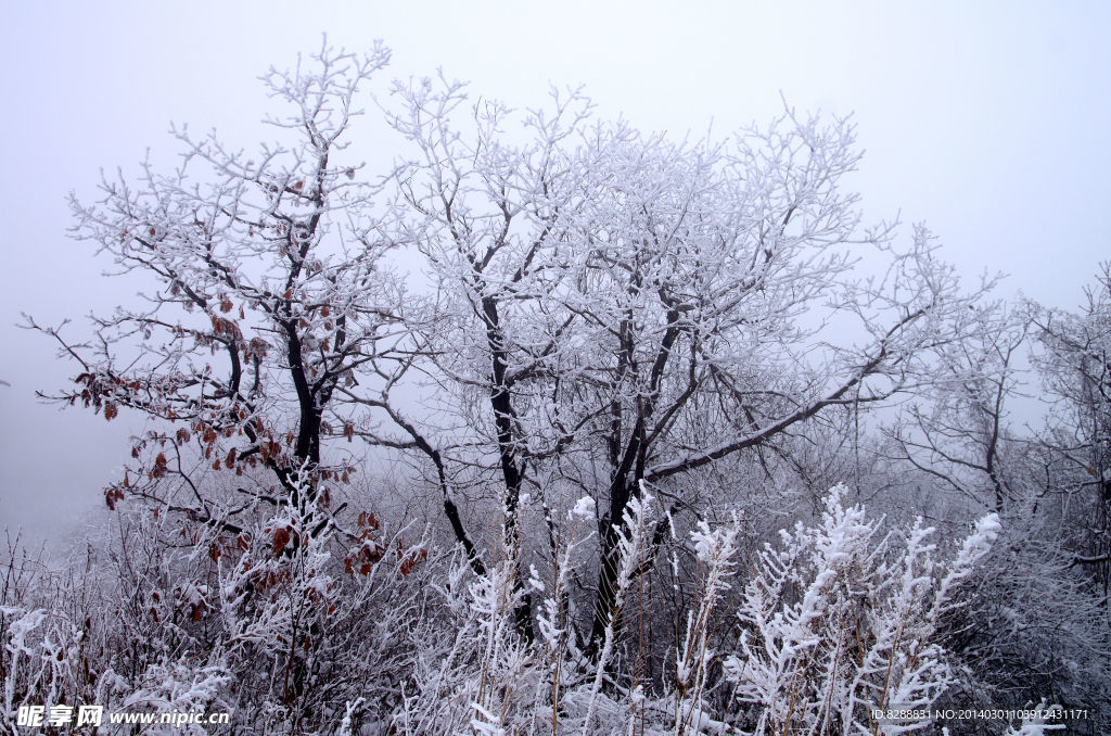 澠池韶山 雪 韶山雪