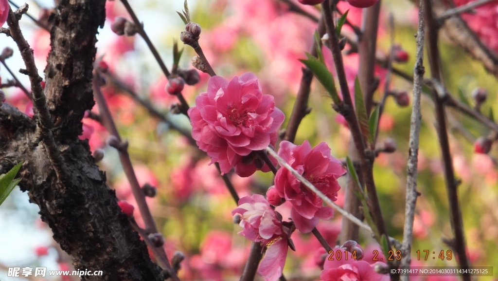 桃花