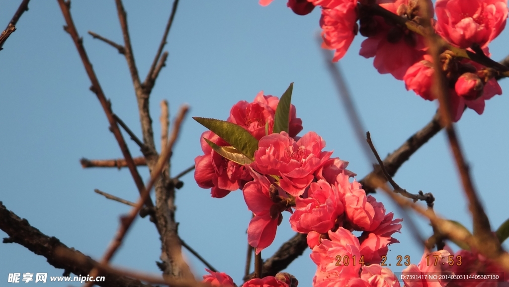 桃花