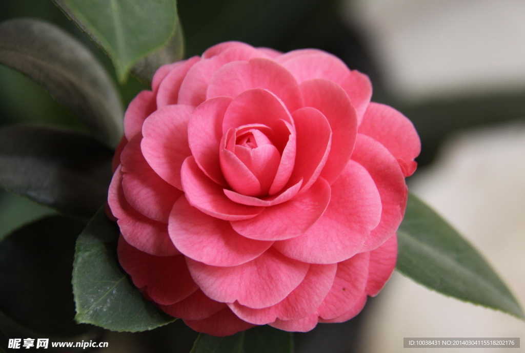 山茶花