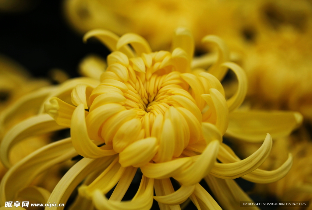 菊花
