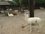 野生 动物 羊驼驼