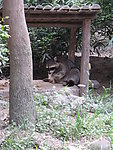 野生动物棕色大浣熊