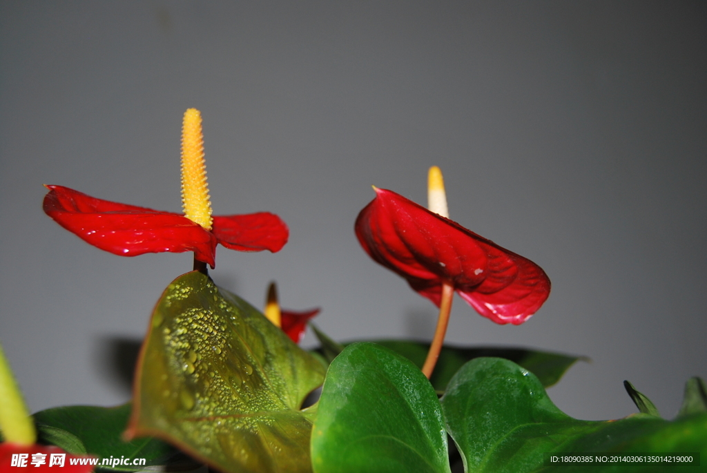 杜鵑花