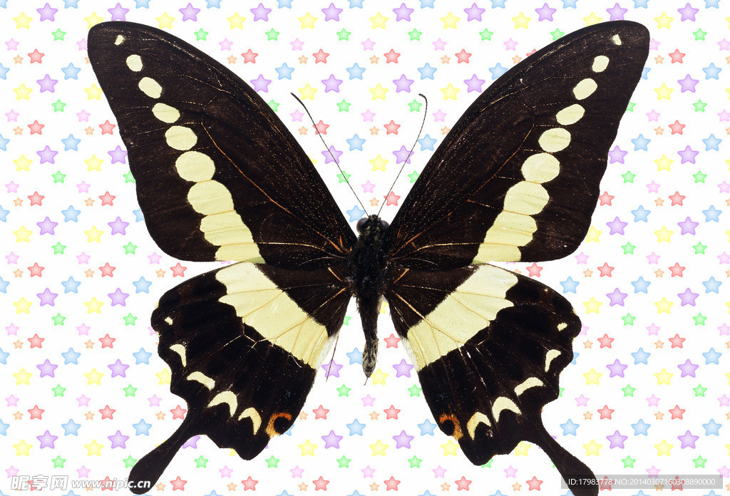 白閃條黑色鳳尾蝶