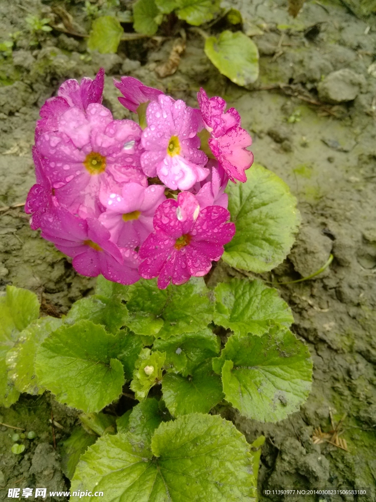 雨后紅花