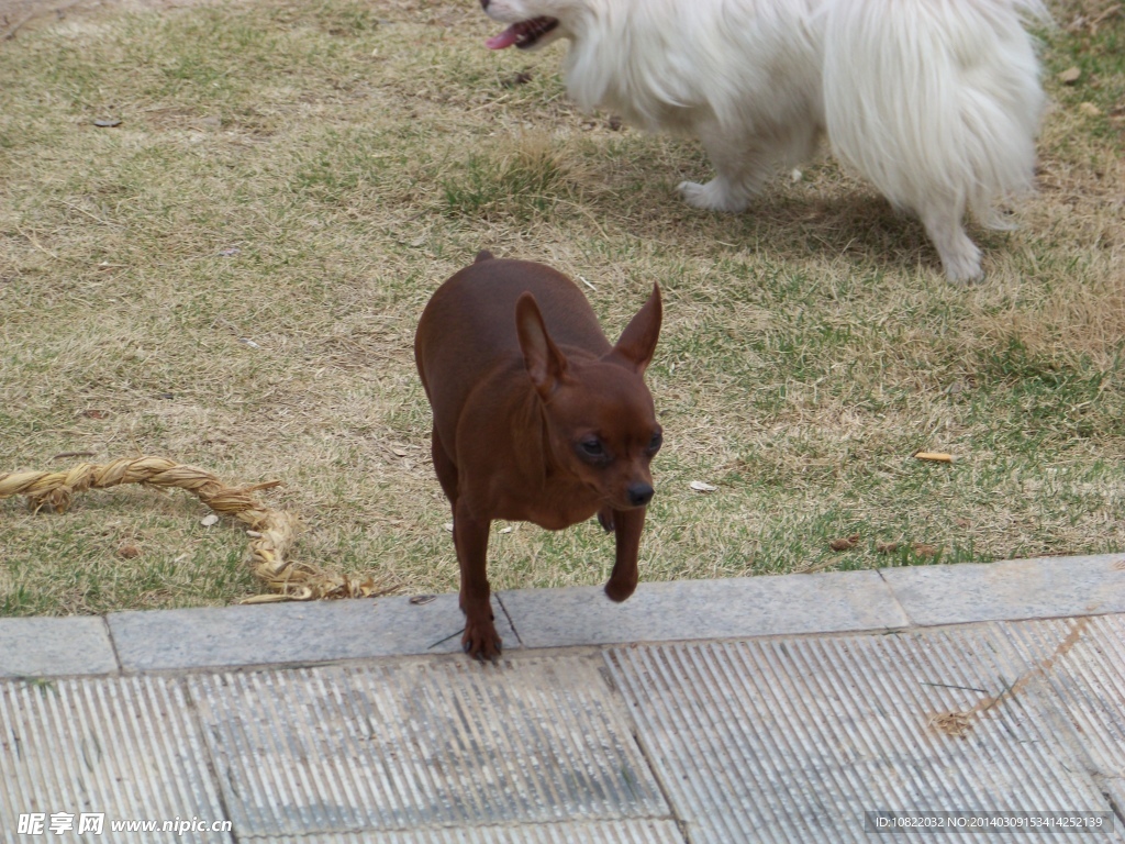 鹿犬