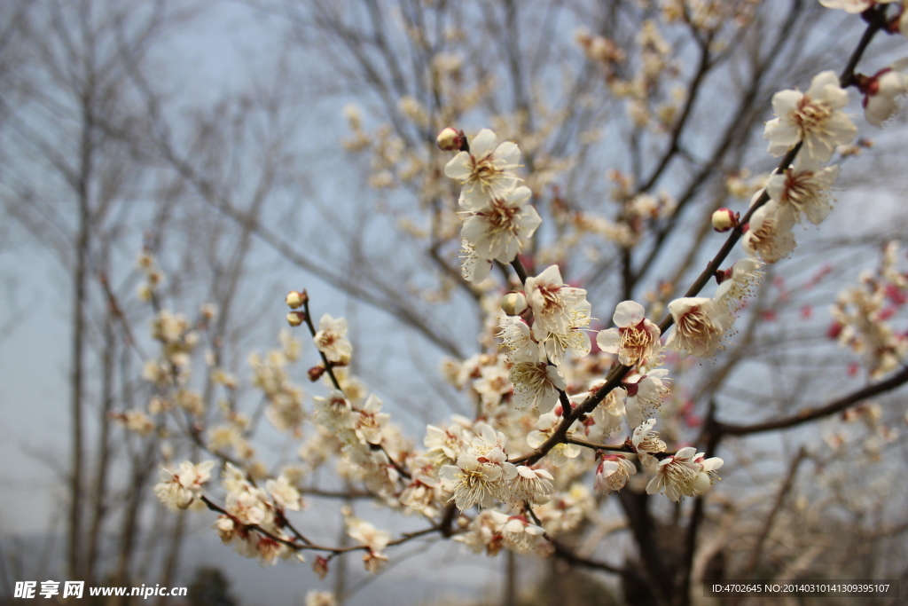 梅花